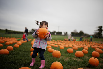 toddler girl picking pumpkin in farm - obrazy, fototapety, plakaty