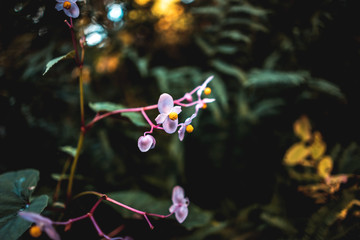 Beautiful white pink wild small orchid brunch