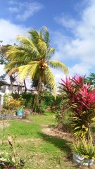 Fototapeta premium palmier_plante-rouge