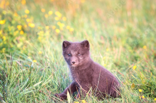 Cute Wild Animal Baby Arctic Fox Cub Or Vulpes Lagopus In Natural