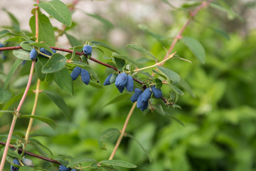 honeysuckle berries on a branch