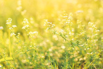 A field with flowers at sunset on the background full of sunlight