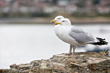Seagulls standing a wall, UK
