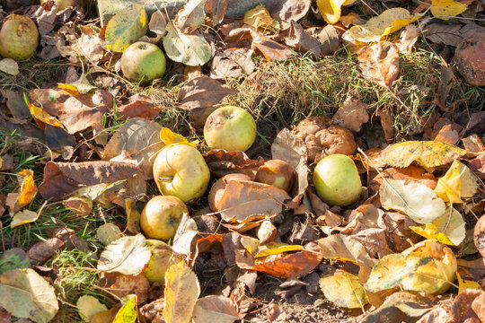 Dried Windfall