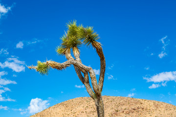 Looking up at a Joshua Tree against a blue sky