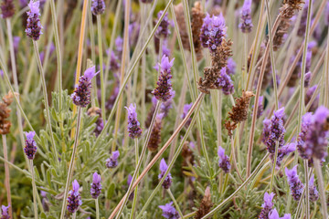 Lavendelblüten in der Sonne