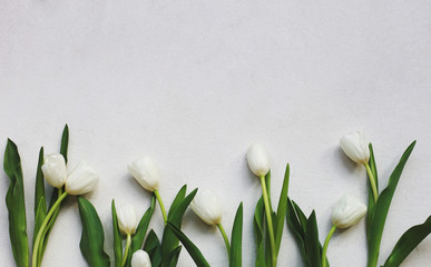 nice white tulips on grey texture