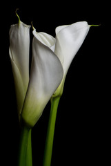 Calla lillies on black background