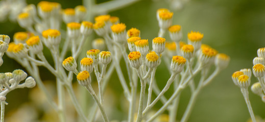 Mediterane Strohblumen Blüten