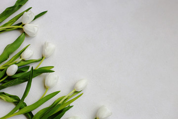 nice white tulips on grey background