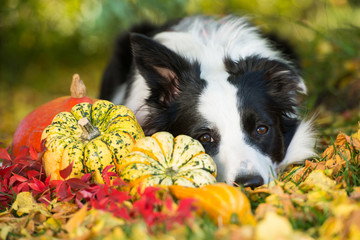 Junger Border Collie mit Kürbissen im Garten