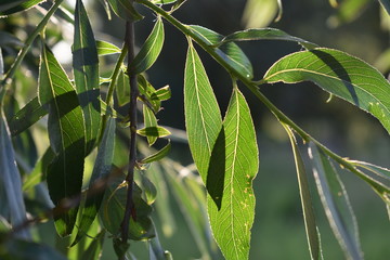 Leaves up close