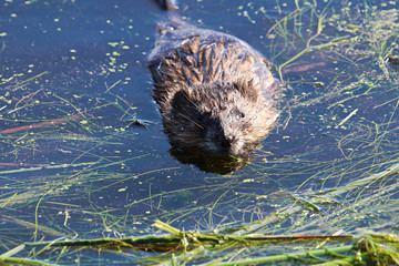 The front view of a muskrat in water