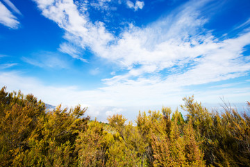 Green pine forest covered with clouds and nice blue cloudy sky in the morning