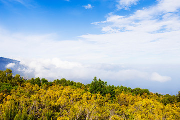 green pine forest covered with clouds and blue sky in the morning Tenerife, Spain
