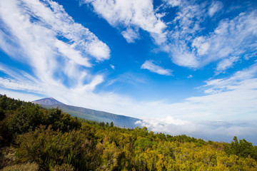 Green pine forest covered with clouds and the volcano Teide on the background with beautiful blue cloudy sky Tenerife, Spain