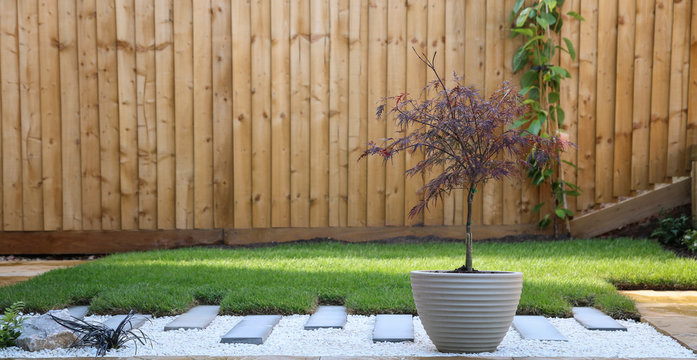 Contemporary Garden With Acer