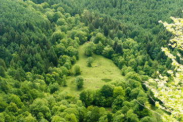 View of a clearing where cattle graze in the middle of a forest of pines, oaks, beech and chestnut trees, at the beginning of the cousin, in Asturias, Spain.