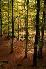 Autumn forest in Entzia mountains, Opakua, Alava