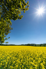 Herrlich gelb blühendes Rapsfeld im Gegenlicht der Sonne, Hochformataufnahme