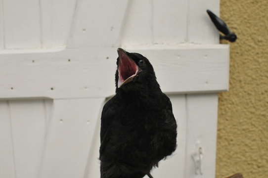 zahmer Rabe schreit mit offenem Schnabel