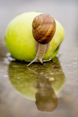 Snail crawling on green apple in shallow water on concrete