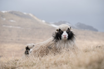 Fototapeta premium mouton shetland laine faroe islands îles féroé animal silence solitude élevage libre paysage outdoor océan