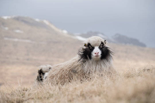mouton shetland laine faroe islands îles féroé animal silence solitude élevage libre paysage outdoor océan