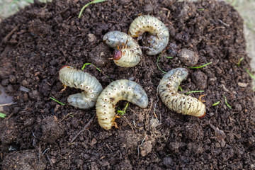 Close up of white grubs burrowing into the soil. The larva of a chafer beetle, sometimes known as...