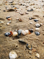 Close-Up North Sea