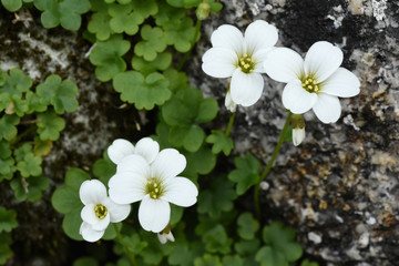 Saxifraga