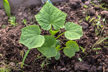Young sprout new cucumber plant at soil