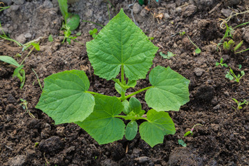 Young sprout new cucumber plant at soil
