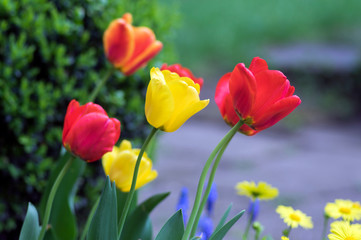 Colorful common tulips in the garden, red, orange and yellow petals on green stems, beautiful springtime flowers in bloom