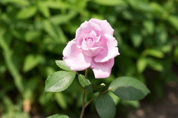 Pale violet rose in the garden in sunlight in bloom, beautiful flowering plant