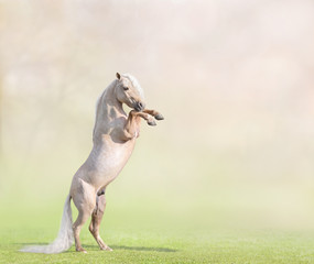 Fototapeta na wymiar Palomino American Miniature Horse rearing with space for text.