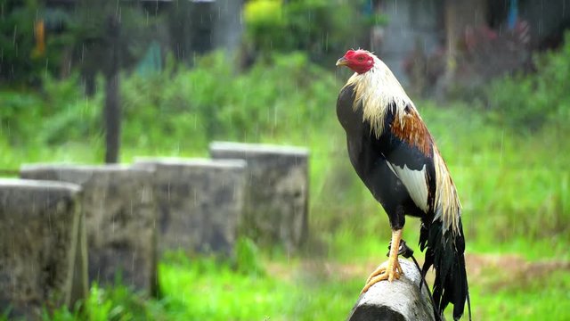 A rooster for cockfighting in the Philippines on a rainy day.