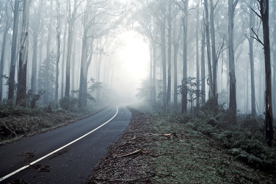 Misty Drive Forrest