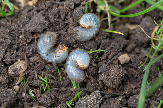 Close up of white grubs burrowing into the soil. The larva of a chafer beetle, sometimes known as the May beetle, June bug or June Beetle.