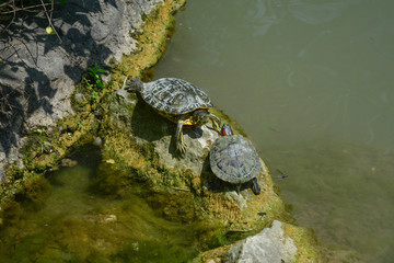 Fototapeta premium Two turtles in a pond