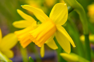 Closeup of yellow narcissus