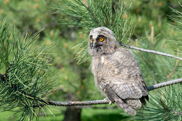 Kulaklı orman baykuşu » Long-eared Owl » Asio otus