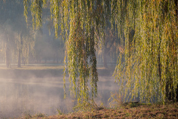 Weeping willow branches hang down over the water on the bank of the river in the autumn city park against the background of morning fog - obrazy, fototapety, plakaty