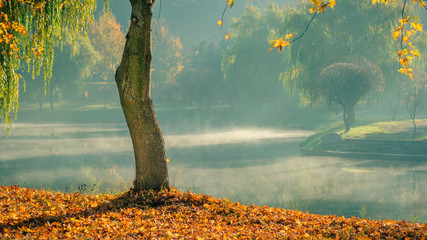 Golden autumn. lone bare tree with fallen leaves on the coast against the background of light...