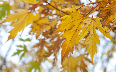 Fototapeta na wymiar Yellow autumn maple leaves. Closeup. 