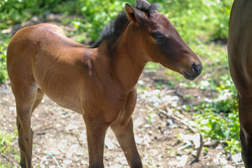 Obraz na płótnie Canvas Baby horse