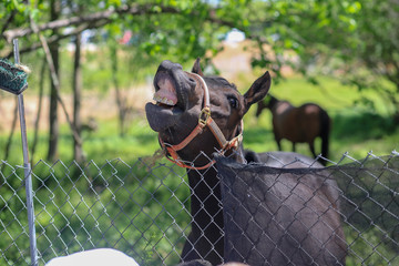 horse showing its teeth