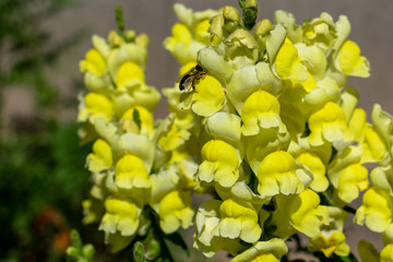 Closeup of a Bee on a Flower