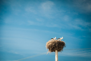 pair of stork in its nest