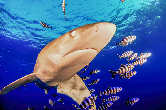 tibur&oacute;n